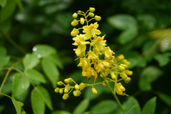 Caesalpinia crista